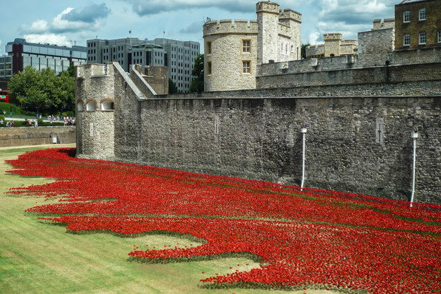 Tower poppies