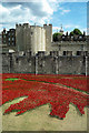 TQ3380 : Tower poppies by Ian Capper