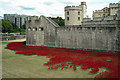 TQ3380 : Tower poppies by Ian Capper