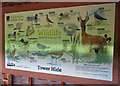 SE6943 : Information panel inside Tower Hide by Pauline E