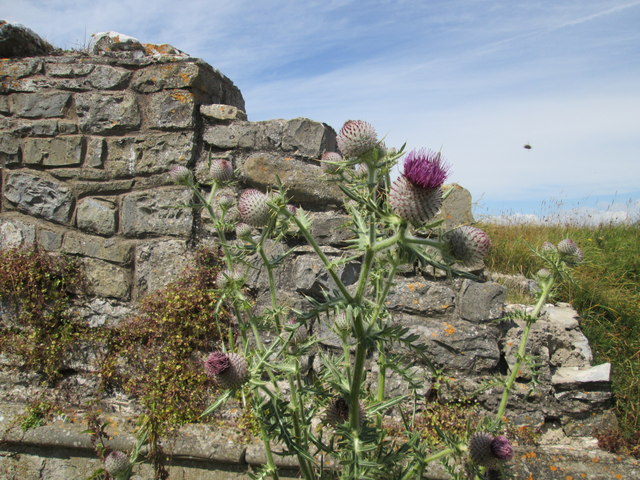 Thistles and ruins