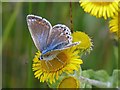 ST1769 : Female Common Blue butterfly, Cosmeston Lakes Country Park by Robin Drayton