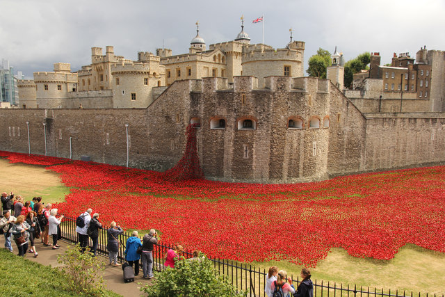 Tower poppies