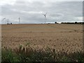 SE5109 : Wheatfield north of Hampole Grange by Christine Johnstone