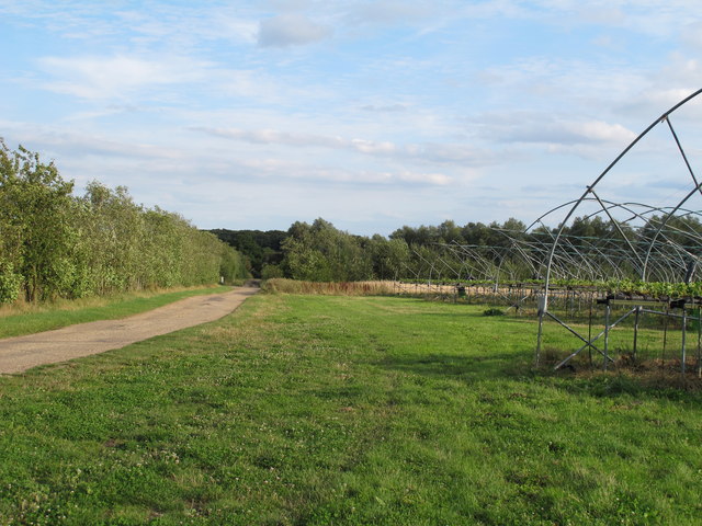 Footpath past horticultural growing sheds, Tiptree Farm