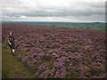 SD6540 : Heather moorland, Longridge Fell by Karl and Ali