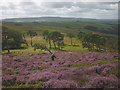 SD6648 : Blooming heather on Kitcham Hill by Karl and Ali