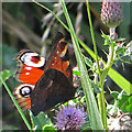 SE8390 : Peacock butterfly on thistle flower by Pauline E