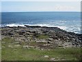 NU2618 : Rocks at Cullernose Point by Graham Robson