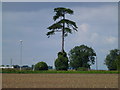 TF2527 : Tall fir tree near Surfleet, Spalding by Richard Humphrey