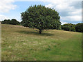 TM4667 : Oak tree in clearing at RSPB Minsmere by Roger Jones