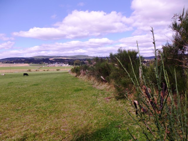 Field boundary north of the track from Birley