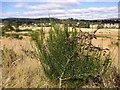 NJ6101 : Broom (Cytisus sp) in pod. by Stanley Howe