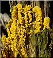 NS3978 : A slime mould - Fuligo septica (plasmodium) by Lairich Rig