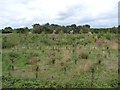 SP1561 : Young plantation, west of Silesbourne Farm by Christine Johnstone