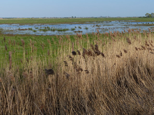 Fenland at the Willow Tree Fen Nature Reserve