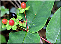 J4582 : Tutsan berries, Helen's Bay (September 2014) by Albert Bridge