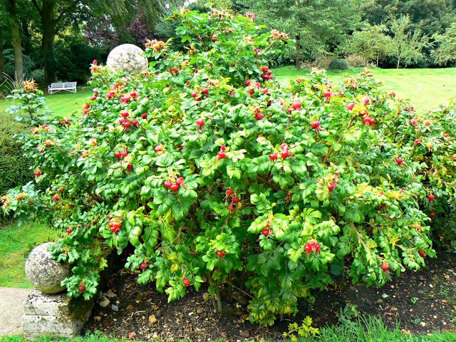 Rosa rugosa bush, Chastleton House, Chastleton, Oxfordshire