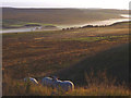 NY7468 : Sheep and early morning mist above the Caw Burn by Karl and Ali