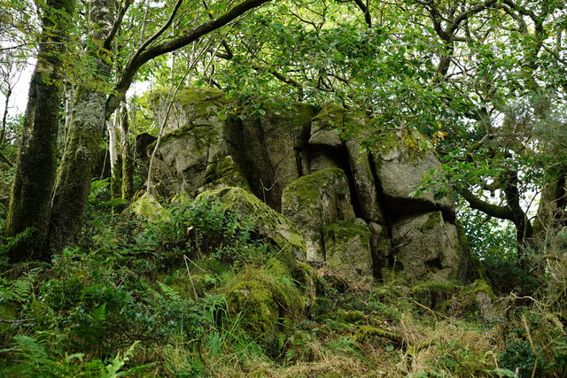 Nature Wood at Forest How