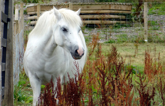 Trago Mills - The Den Animal Park