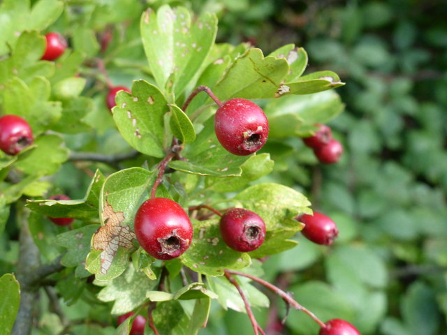 Crataegus monogyna