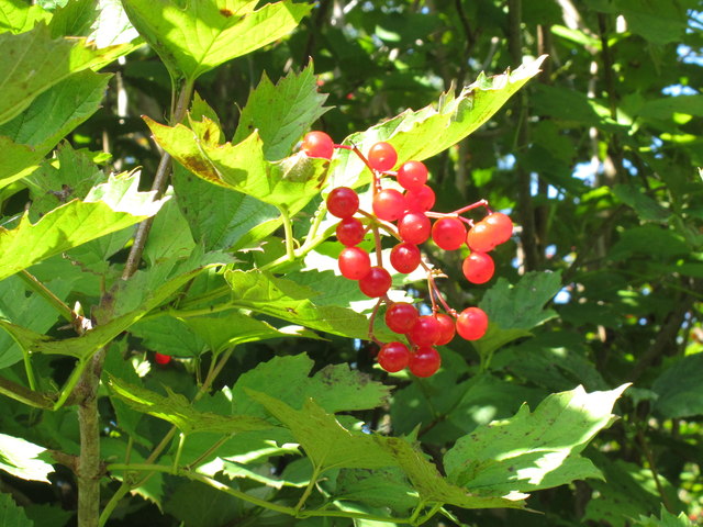 Guelder-rose fruit by the canal