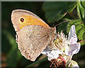 SZ0281 : Meadow Brown Butterfly (Maniola  jurtina) by Anne Burgess