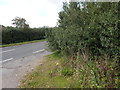 TL8509 : Bush on edge of Broad Street Green Road by Hamish Griffin