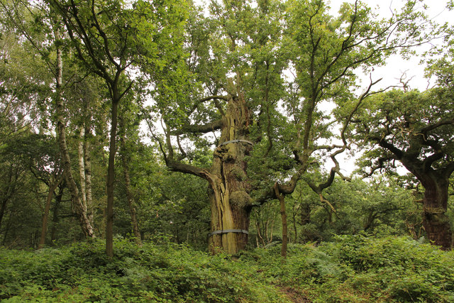 Banded oak