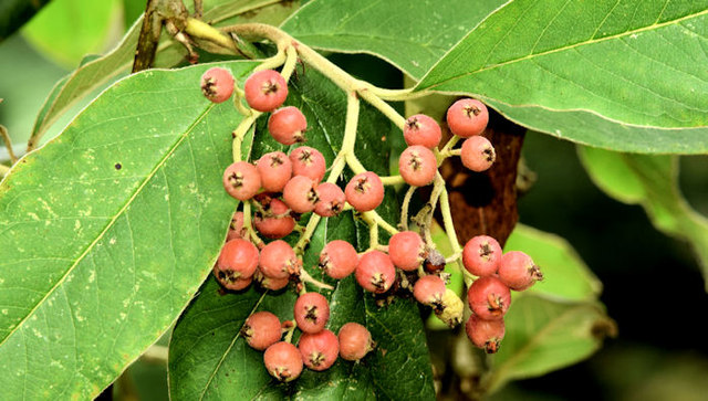 Cotoneaster berries, Holywood (September 2014)