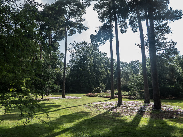 Cyclamen under Pine Trees, Royal Horticultural Society Garden, Wisley