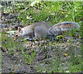 SP4584 : Grey squirrel next to the Fosse Way by Mat Fascione