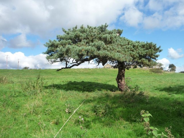 Pine tree, north side, Slates Lane, Middleton