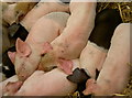 ST6143 : Piglets packed in by Neil Owen