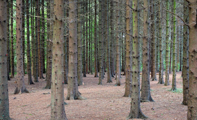 Conifers, Clement Wilson Park, Belfast (October 2014)