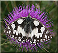 SY6788 : Marbled White Butterfly (Melanargia galathea) by Anne Burgess