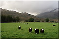 NY2400 : Happy Herdwicks by Peter Trimming