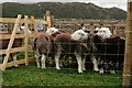 SD1599 : Eskdale Show 2014 by Peter Trimming