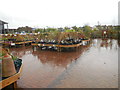 TQ0703 : Flowers in the rain, Haskins Garden Centre by Paul Gillett