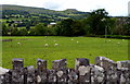 SO2018 : Sheep grazing in a riverside field west of Crickhowell by Jaggery