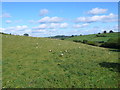 ST4401 : Sheep on a Hillside at Stoke Knapp by Nigel Mykura