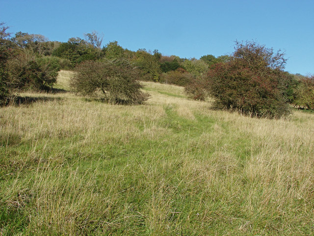 Open scrub, Albury Downs