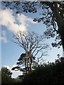 SX8058 : Trees above the lane to Ashprington by Derek Harper