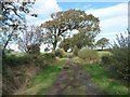 NY2448 : Arched tree over the Longhead Farm  public footpath by Christine Johnstone