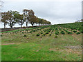 NT5523 : Christmas tree plantation at Netherraw by Oliver Dixon