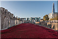 TQ3380 : Poppies by the Tower, London by Christine Matthews