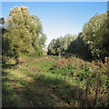 TL3369 : Path and drain at Fen Drayton Lakes by John Sutton