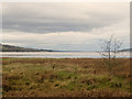 NH5559 : Wetland of the Cromarty Firth at Dingwall by Julian Paren