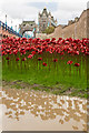 TQ3380 : Tower poppies by Ian Capper